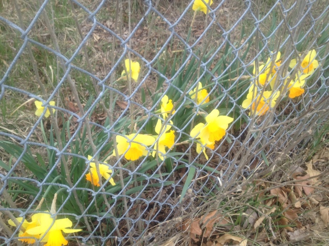 These poor blossoms looked like they were in jail, looking for a way to escape.