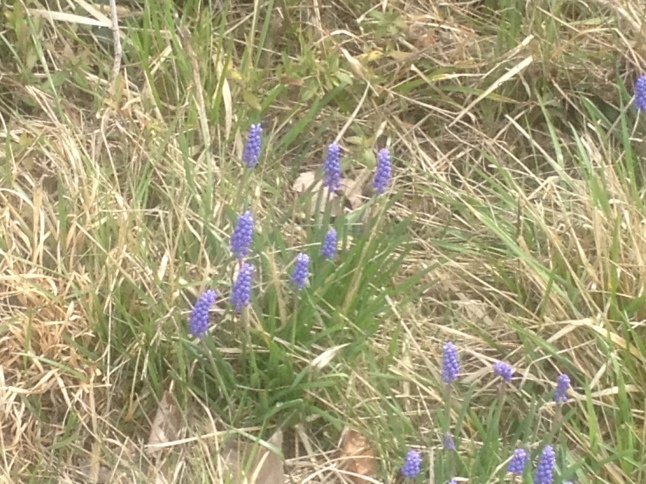 Spears of grape hyacinth put the grass to shame.